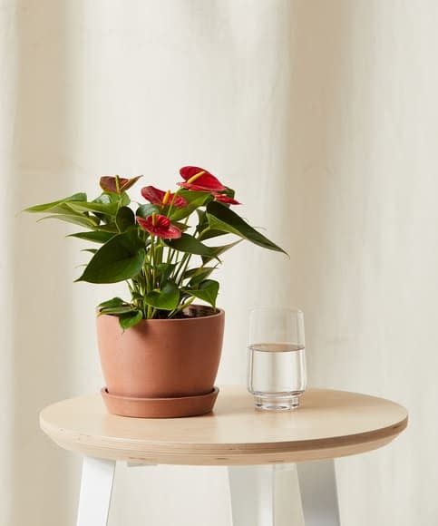 <p><a href="https://bloomscape.com/product/red-anthurium/" rel="nofollow noopener" target="_blank" data-ylk="slk:Shop Now;elm:context_link;itc:0;sec:content-canvas" class="link rapid-noclick-resp">Shop Now</a></p><p>Red Anthurium Arrangement</p><p>bloomscape.com</p><p>$49.00</p><span class="copyright">Bloomscape</span>