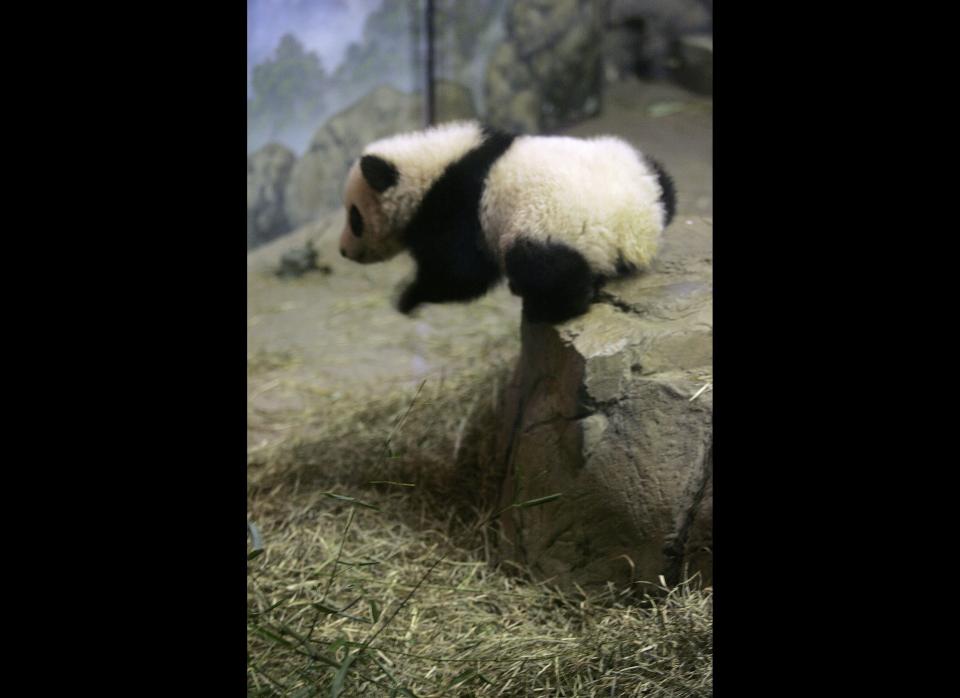 Tai Shan takes a short plunge off the edge of a faux rock during his debut to the press November 29, 2005 at the National Zoo. Tai Shan was sent to China in February, 2010.