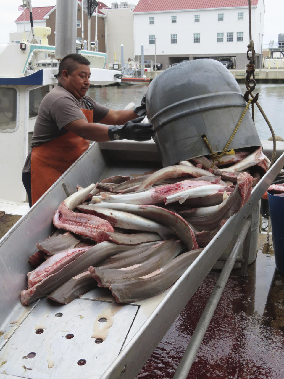 A worker at the Fishermen's Dock Co-Operative dumps fish onto a metal tray in Point Pleasant Beach, N.J., on June 20, 2023. The commercial and recreational fishing industry has numerous concerns over offshore wind projects. The wind industry says it has tried to address those concerns, and will pay compensation for those that can't be avoided. (AP Photo/Wayne Parry)