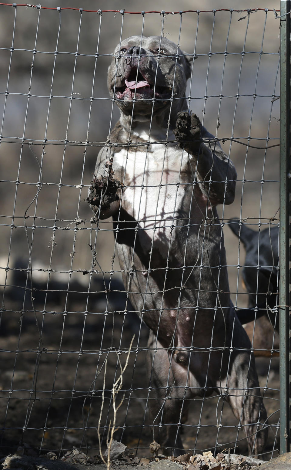 A pit bull terrier named Rizzo gets excited to see his owner at Cameron Younglove Kennels near Eudora, Kan., Sunday, March 9, 2014. The kennel raises their dogs indoors in a family environment and are socialized with other animals to ensure good temperament. (AP Photo/Orlin Wagner)