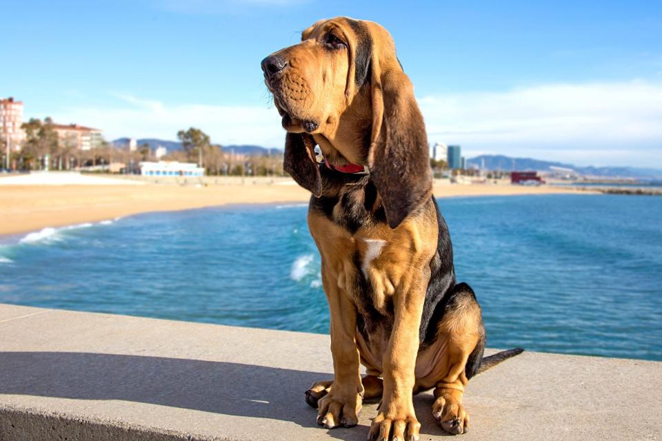 bloodhound sitting on a ledge next to the beach