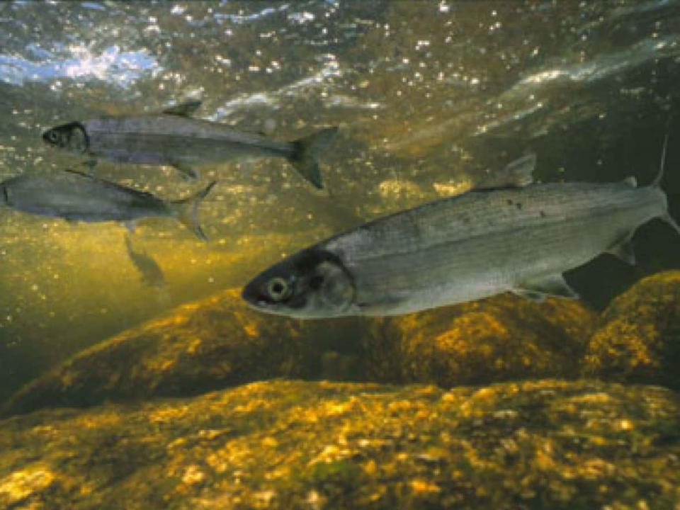 Нельма рыба фото. Нельма (Stenodus leucichthys). Белорыбица Каспийская. Каспийская Нельма. Нельма Stenodus leucichthys Nelma.