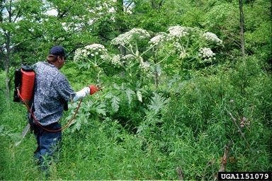 Spread of this giant hogweed is being controlled through application of chemicals.