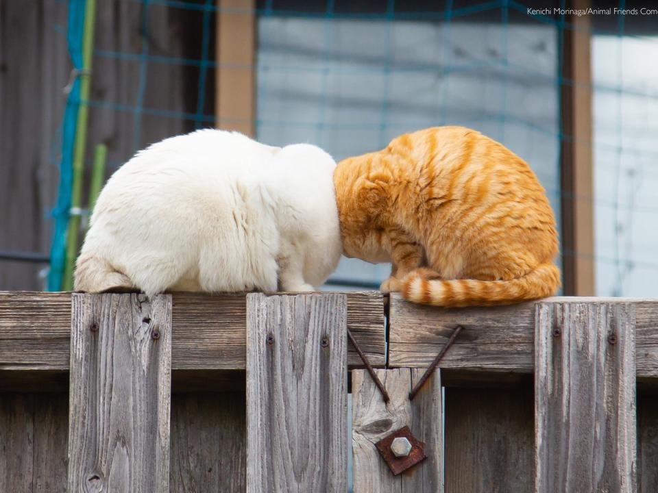 Two cats sit cheek-to-cheek on a fence (Kenichi Morinaga)