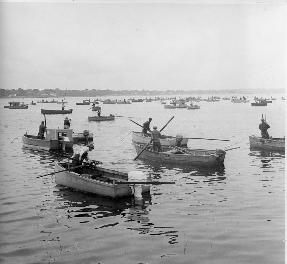 Part of Rhode Island's quahog fleet is shown working a transplanted area off Folly Landing in Warwick in this January 1963 file photo.