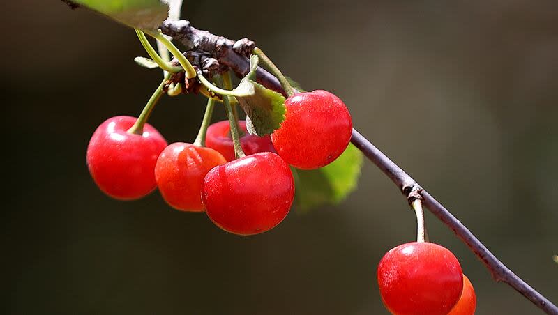 Cherries are pictured at Chad Rowley’s farm in Payson on Thursday, July 27, 2023.