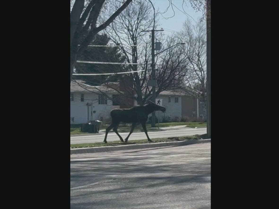 Jennifer Grace says she had 'never never seen a moose in city limits before. It totally shocked us.' (Submitted by Jennifer Grace - image credit)