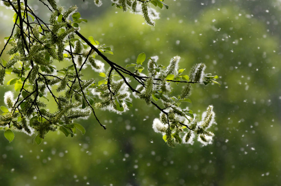 tree releasing grains of pollen into the air