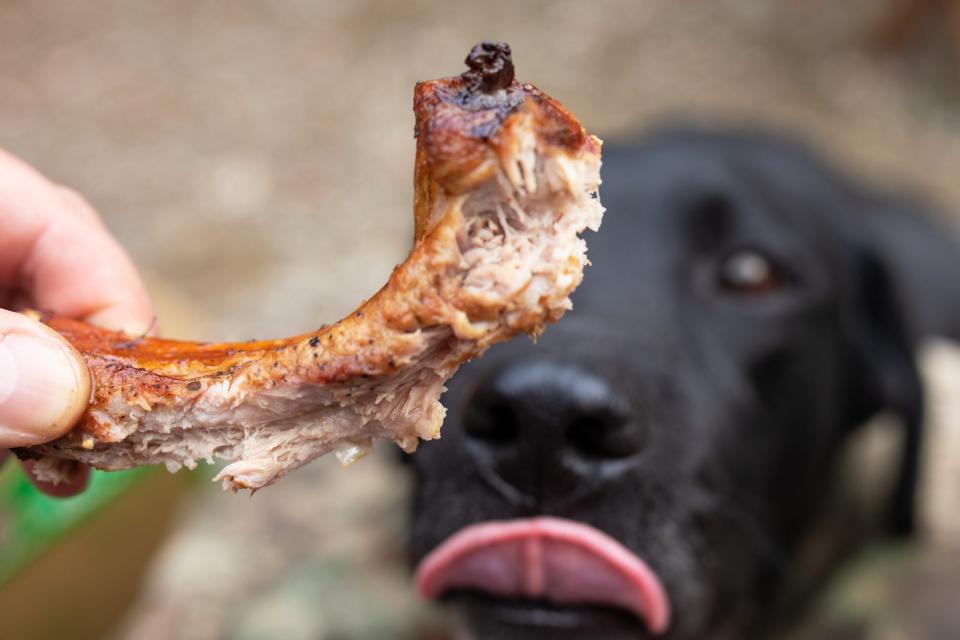 Black Labrador dog eying a rib bone at BBQ