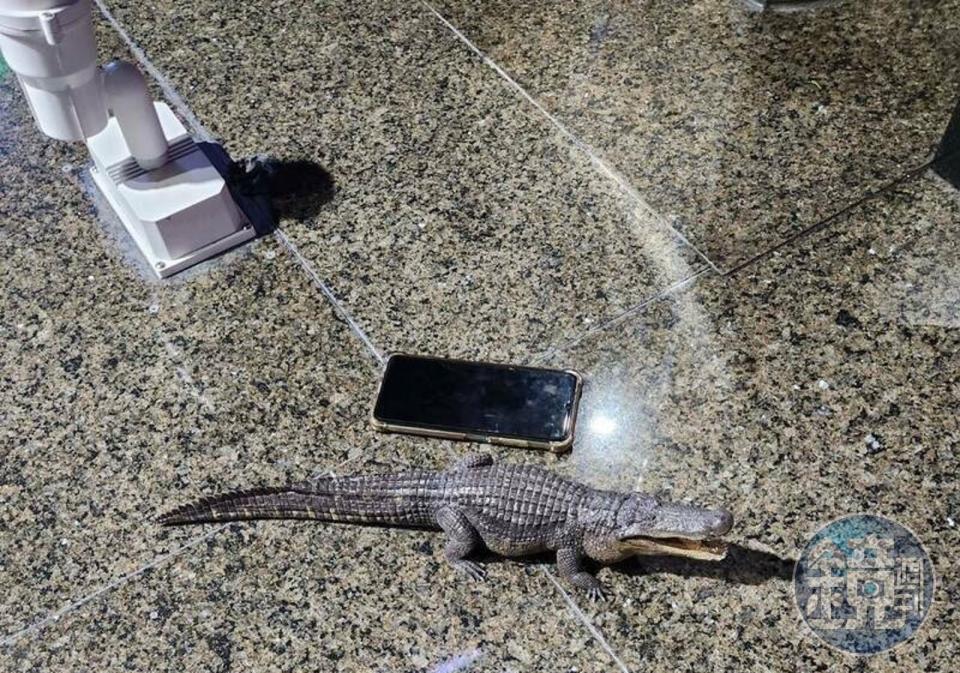 劉姓男子在公園擺放鱷魚模型，自導自演PO文說公園有鱷魚，判罰3千元。（讀者提供）