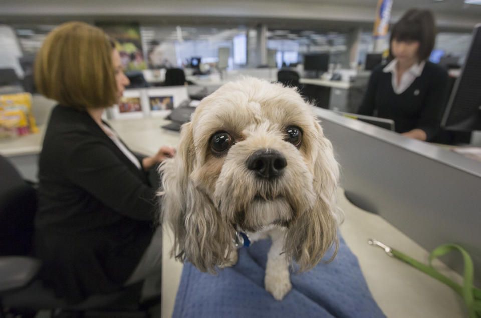 Bring your dog to work. Research suggests having Fido in the office can <a href="http://www.npr.org/blogs/health/2012/03/30/149684409/take-your-dog-to-the-office-and-stress-less" target="_hplink">lower stress levels throughout the day</a>.