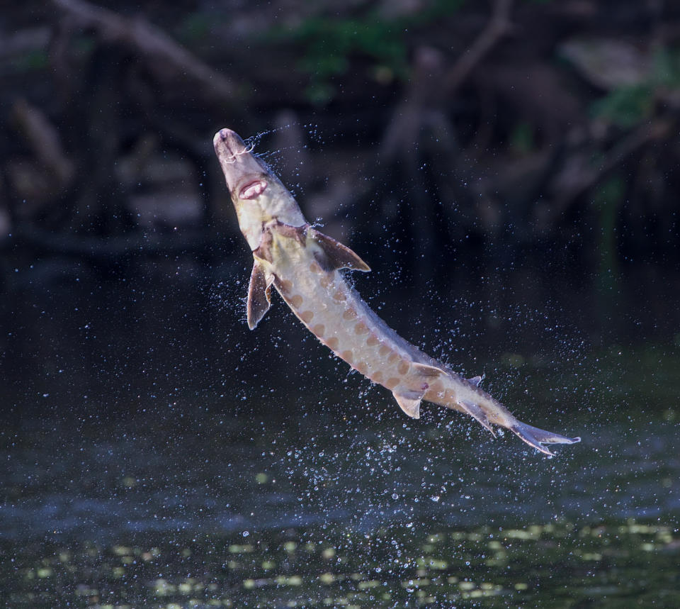a leaping sturgeon