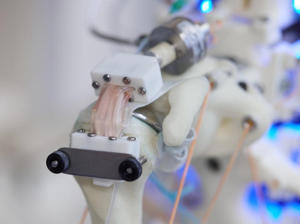 Human tendon tissue grown with the robotic system (Nature)