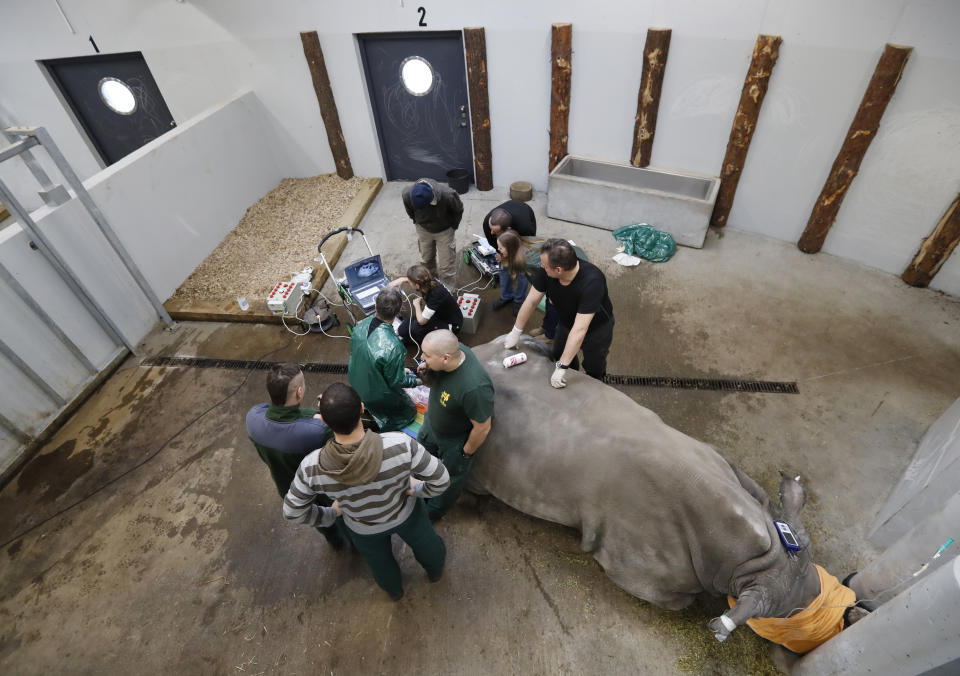 Team of experts harvests eggs from female southern white rhino, 17-year-old Hope, at a zoo park in Chorzow, Poland, Wednesday, Feb. 13, 2019. (AP Photo/Petr David Josek)