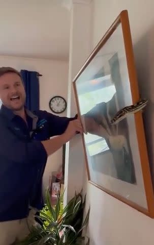 <p>Sunshine Coast Snake Catchers</p> Sunshine Coast Snake Catchers' snake handler Dan lifts the picture away from the wall to reveal the snake