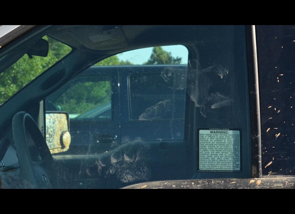 Bigfoot or bear? Impression left on the driver's side window of a pickup truck owned by Jeffrey Gonzalez. The bizarre image was left by an alleged Bigfoot in California's Sierra National Forest over Memorial Day 2011. DNA samples of the impressions will eventually determine the identity of the animal responsible for them. (See next slide for a close-up of the paw-like impression.)