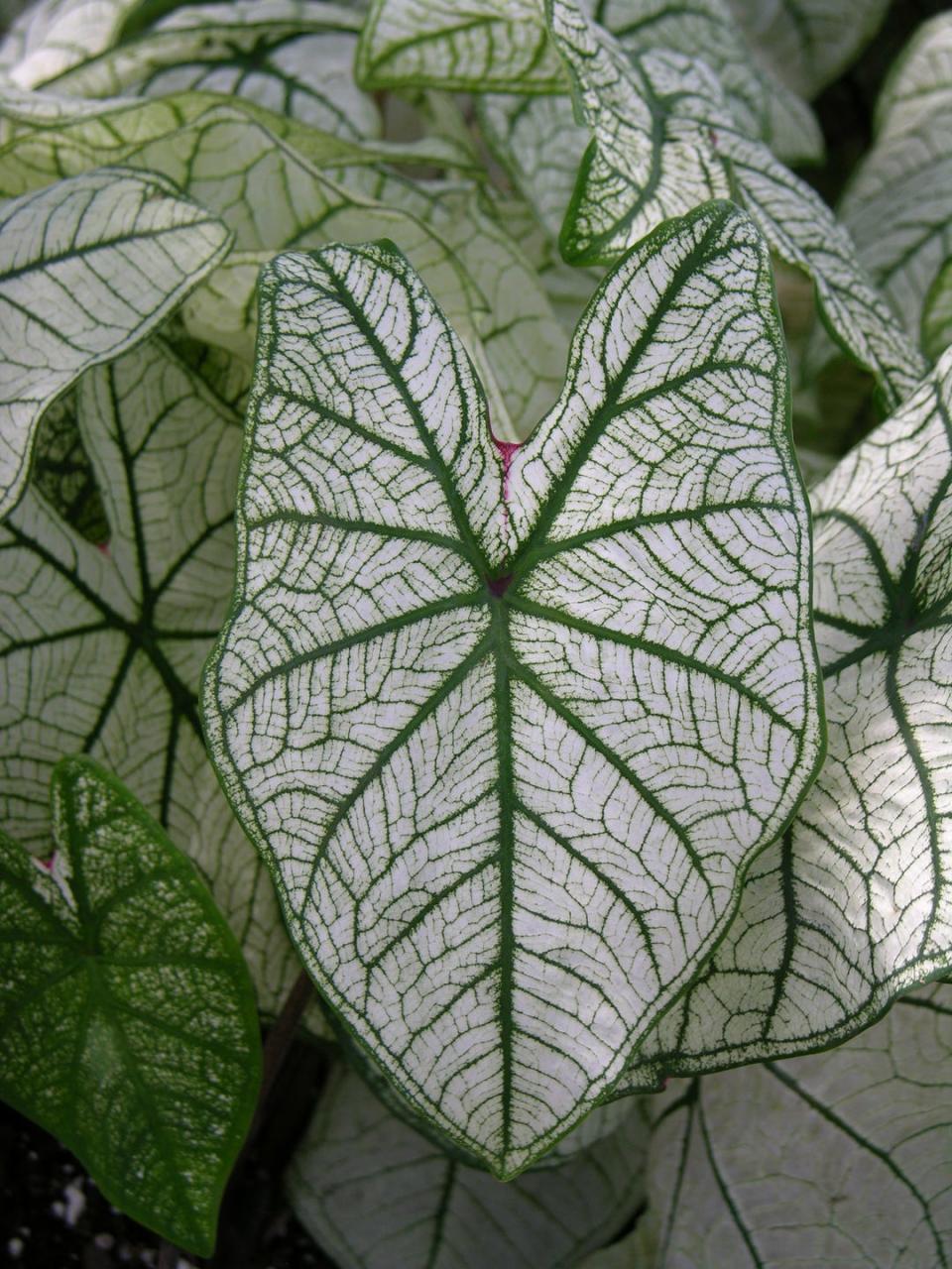 how to grow caladiums heart of jesus angel's wings caladium w raindrops