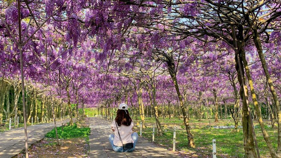 台灣旅遊｜台灣最大紫藤名所3月20日起開放兩周！過千棵日本紫藤樹、全台最長紫藤隧道、紫藤花地毯（附最佳觀賞期＋前往方法）