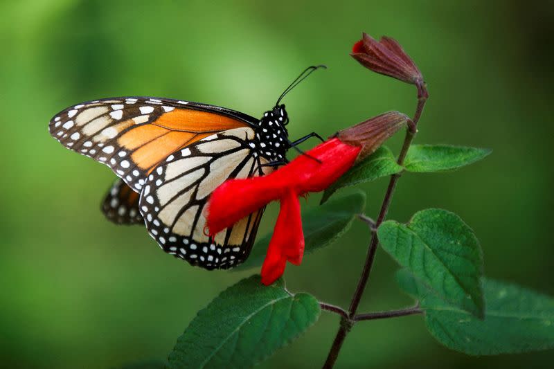FILE PHOTO: Monarch butterflies descend on Mexican Sierra Chincua butterfly sanctuary in Michoacan
