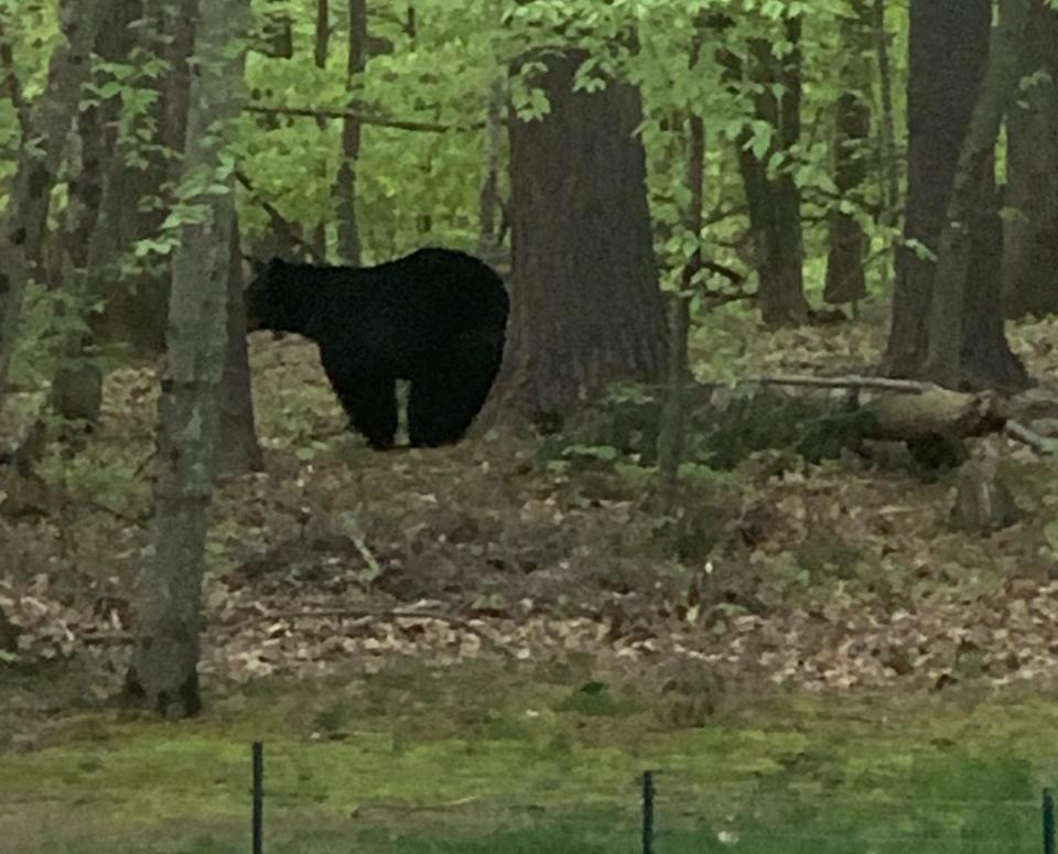 A mother bear and her two cubs were spotted behind a house on Eno Drive last week.