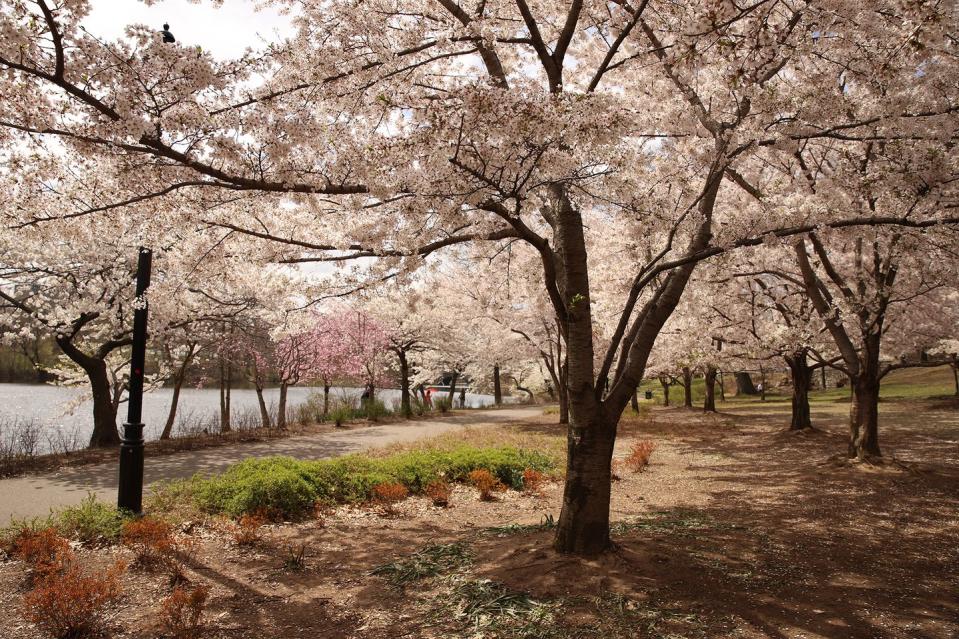 <p><em>April 6 to 14th</em></p><p>Newark's 360-acre Branch Book Park is home to over 4,000 cherry trees. Every spring, the park hosts the <a href="https://www.essexcountyparks.org/parks/branch-brook-park/calendar/2019-essex-county-cherry-blossom-festival" rel="nofollow noopener" target="_blank" data-ylk="slk:Essex County Cherry Blossom Festival;elm:context_link;itc:0;sec:content-canvas" class="link ">Essex County Cherry Blossom Festival</a>, complete with a bike challenge, family-friendly foot races, and Bloomfest, a <a href="https://www.womansday.com/contenttype/recipes/" rel="nofollow noopener" target="_blank" data-ylk="slk:day of food;elm:context_link;itc:0;sec:content-canvas" class="link ">day of food</a>, music, and Japanese cultural demonstrations. </p>