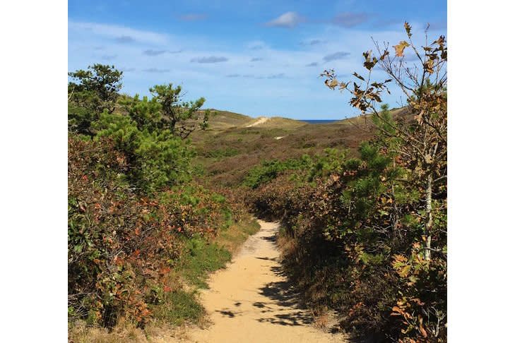 Hike the Pamet Cranberry Bog Trail