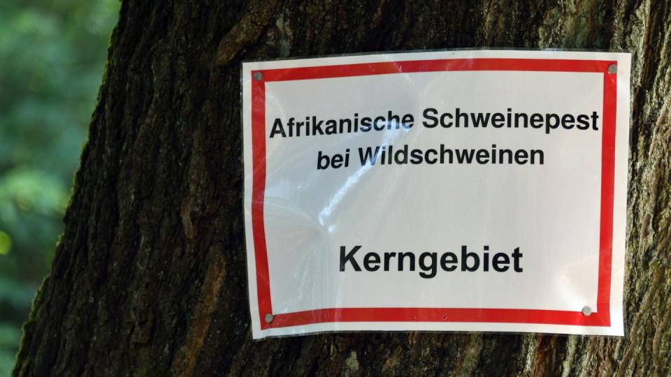 Die Aufschrift: «Afrikanische Schweinepest bei Wildschweinen Kerngebiet» steht auf einem Schild an einem Baum.