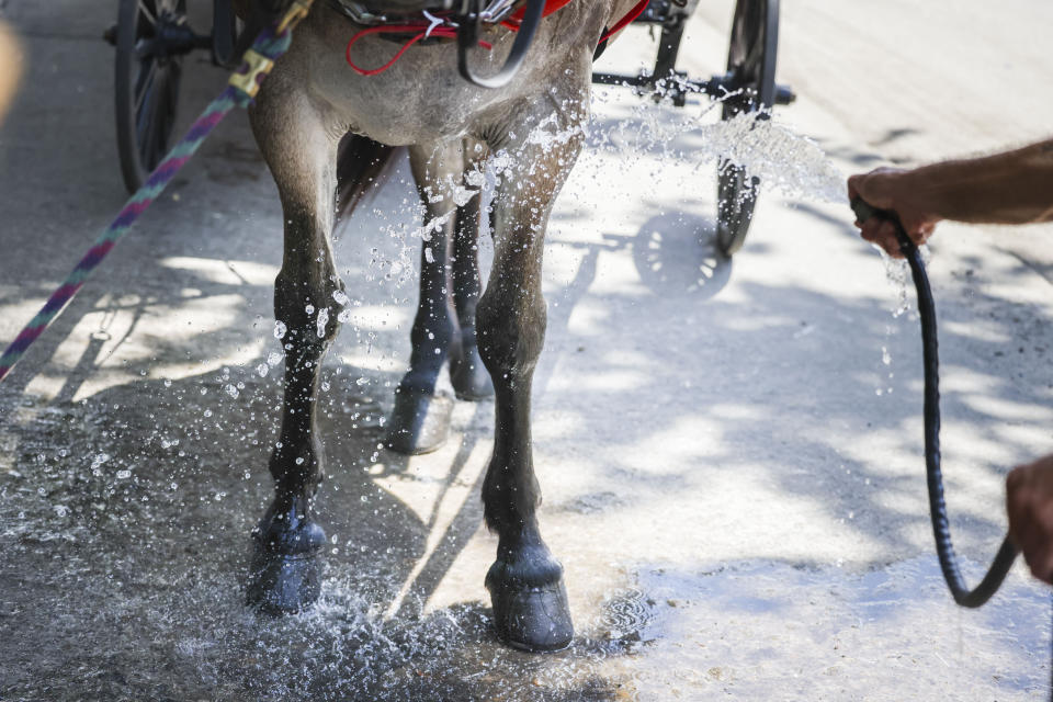 Cinnamon the mule is hosed off in the French Quarter during an excessive heat warning in New Orleans, Tuesday, June 27, 2023. (Sophia Germer/The Times-Picayune/The New Orleans Advocate via AP)