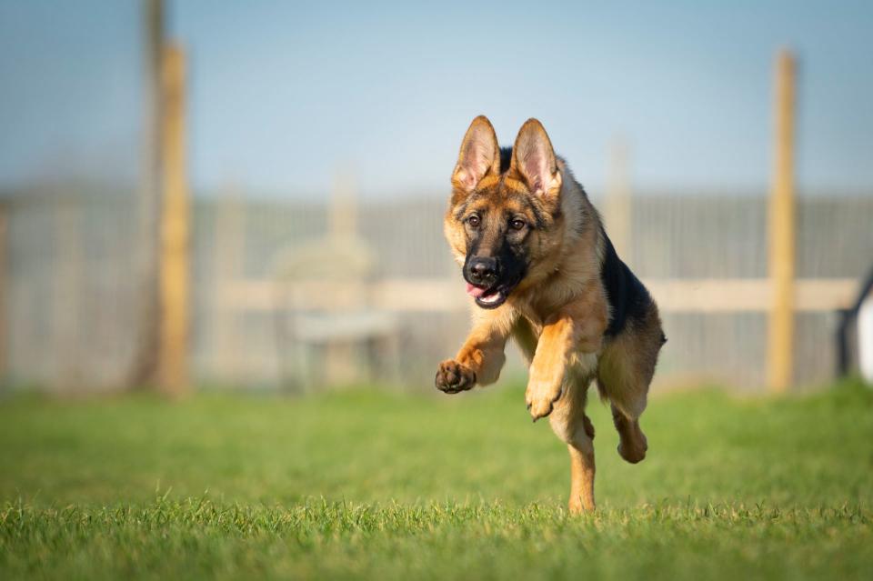 Running German Shepherd