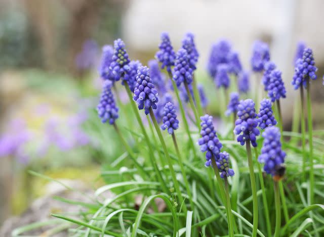 14 Flowers to Plant in Early Spring for Colorful Blooms All Season Long