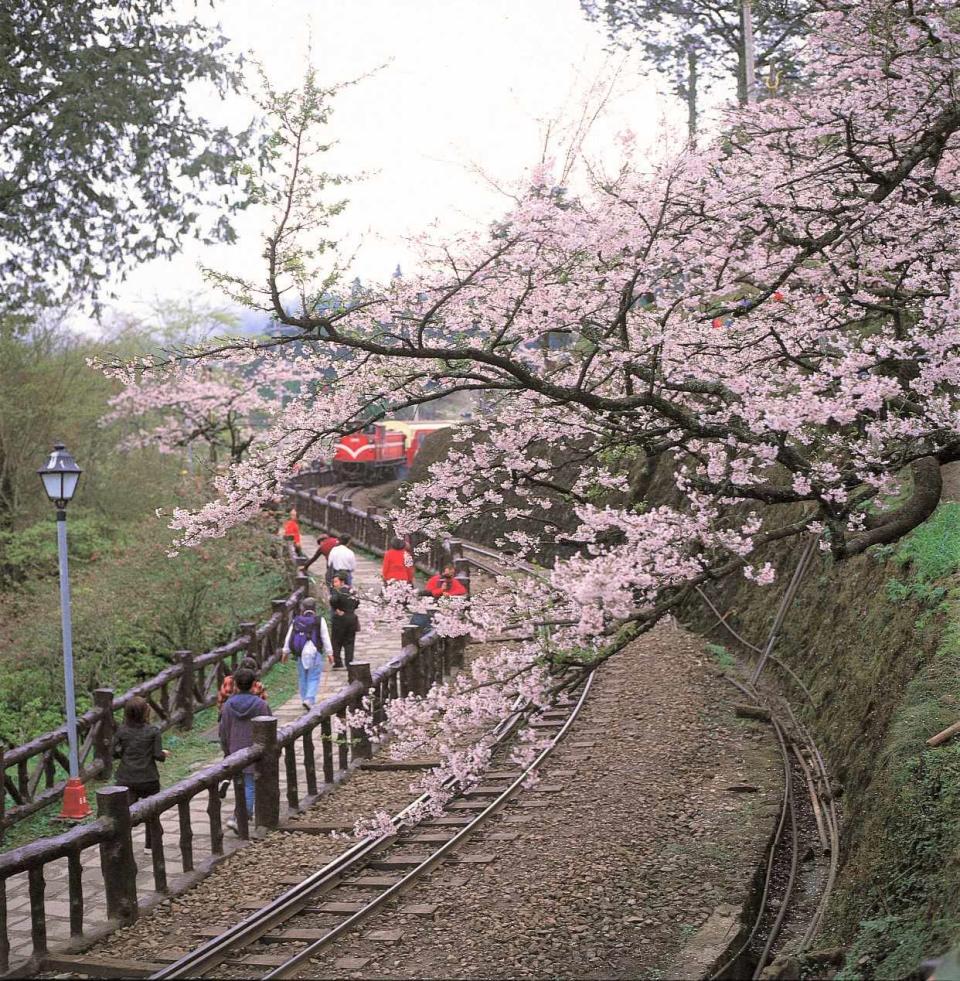 228三天連續假期，嘉義縣政府推3天2夜6大遊程，圖為阿里山鐵道櫻花。   圖：嘉義縣政府/提供