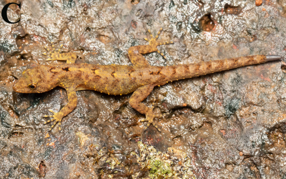 A male Cnemaspis chandoliensis, or Chandoli dwarf gecko, on a rock. Photo from Akshay Khandekar via Khandekar, Gaikwad, Thackeray, Gangalmale and Agarwal (2024)