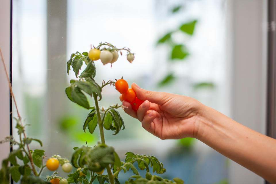 Tomaten kann man auch auf dem Balkon anpflanzen (Symbolbild: Getty)