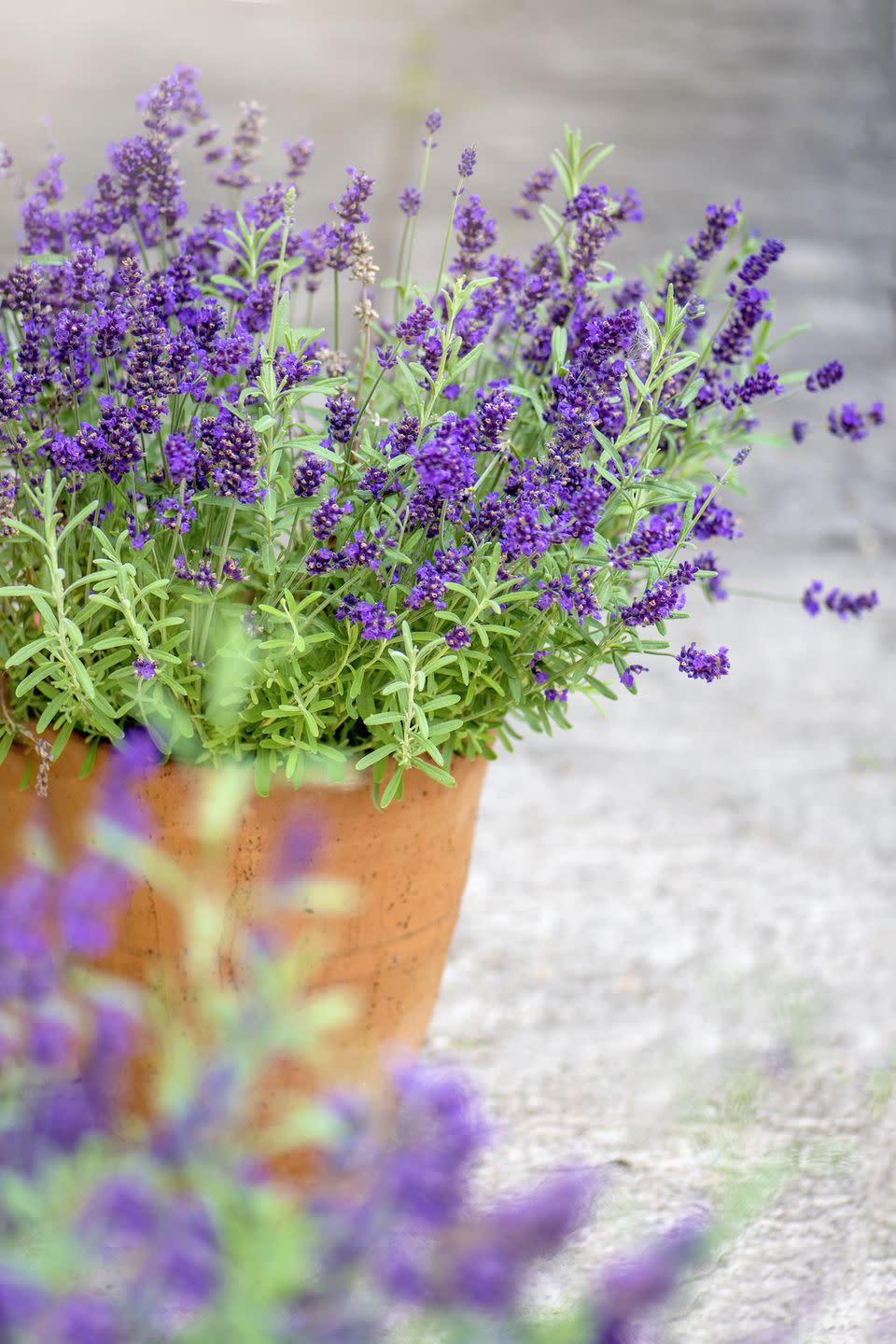 <p>Lavender might be used to promote calmness, but did you know it can stop spiders crawling into the home? Simply take a cutting from your lavender bush outside, tie it into small bunch, and hang in each room. Why not give this a go during spider season...</p><p><a class="link " href="https://www.primrose.co.uk/-p-137218.html" rel="nofollow noopener" target="_blank" data-ylk="slk:BUY NOW;elm:context_link;itc:0;sec:content-canvas">BUY NOW</a></p>