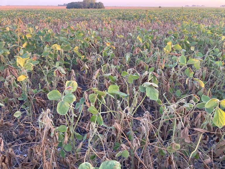 En la zona agrícola núcleo solo se recolectará de soja el 23% de una cosecha prevista para esa región de 19,7 millones de toneladas