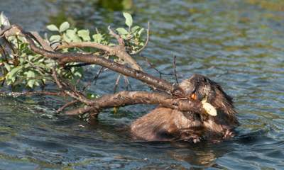 Beavers To The Rescue Of Russian Village