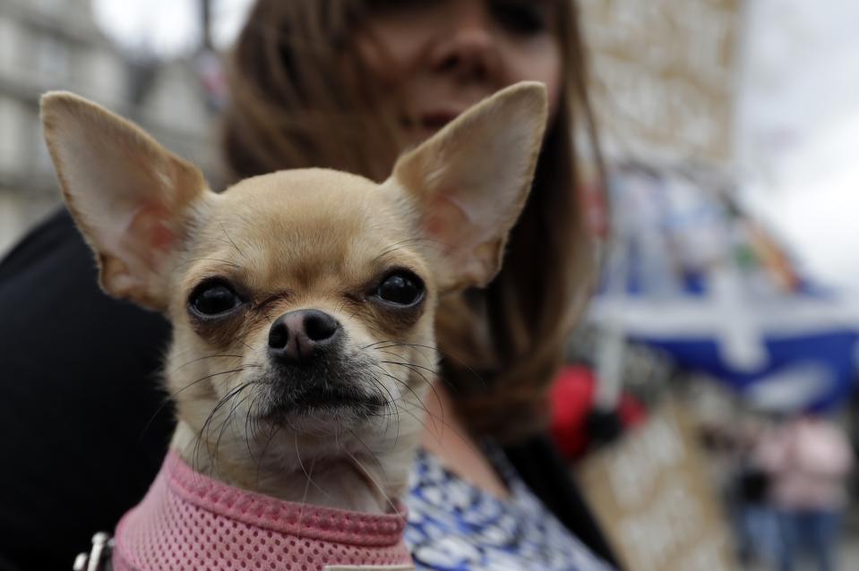 A dog owner holds her dog in parliament square where pro and anti Brexit protesters hold a rally in London, Wednesday, March 13, 2019. British lawmakers rejected May's Brexit deal in a 391-242 vote on Tuesday night. Parliament will vote Wednesday on whether to leave the EU without a deal. (AP Photo/Kirsty Wigglesworth)