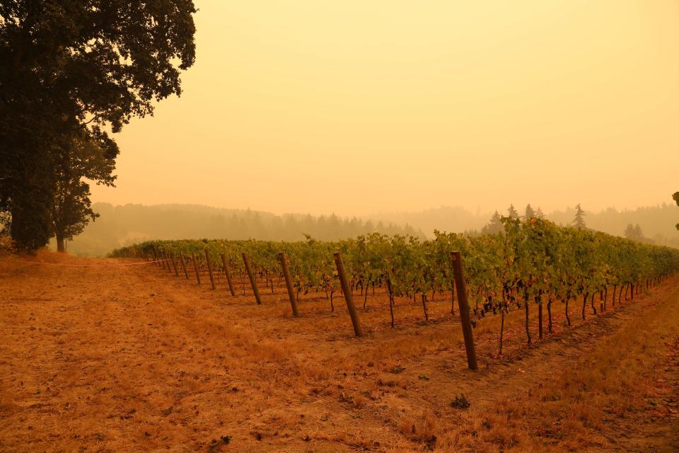 An orange smoke-filled sky is seen above a vineyard in Molalla, Oregon, on September 10, 2020, as fires burn nearby. - California firefighters battled the state's largest ever inferno on September 10, as tens of thousands of people fled blazes up and down the US West Coast and officials warned the death toll could shoot up in coming days. At least eight people have been confirmed dead in the past 24 hours across California, Oregon and Washington, but officials say some areas are still impossible to reach, meaning the number is likely to rise. (Photo by Deborah BLOOM / AFP) (Photo by DEBORAH BLOOM/AFP via Getty Images)