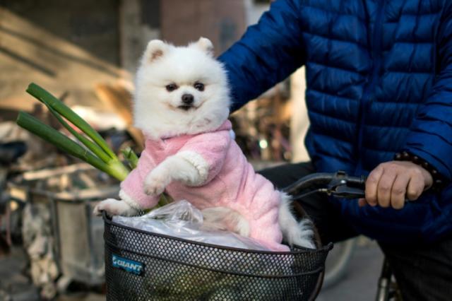 Stylish dogs rule the catwalks of Shanghai's streets