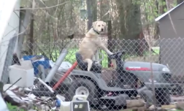 News team reporting on tornado spot dog riding a lawnmower