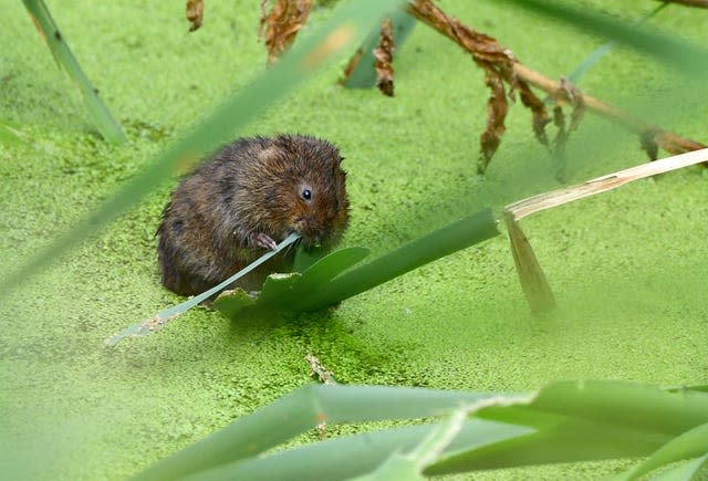 Water vole