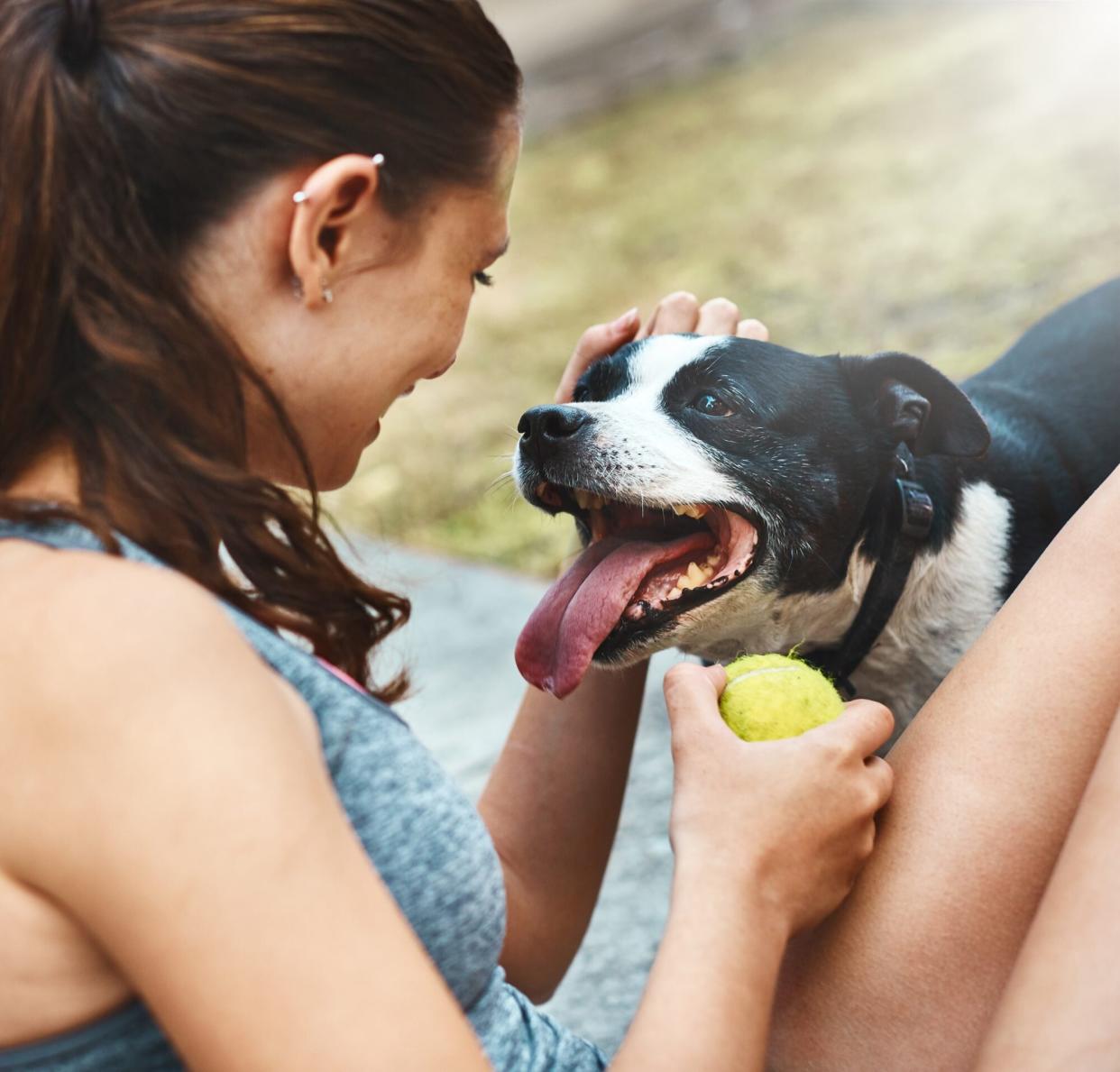 Staffordshire Bull Terrier waits for his owner to play ball