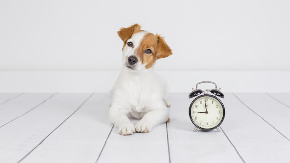 Jack russell waiting next to alarm clock