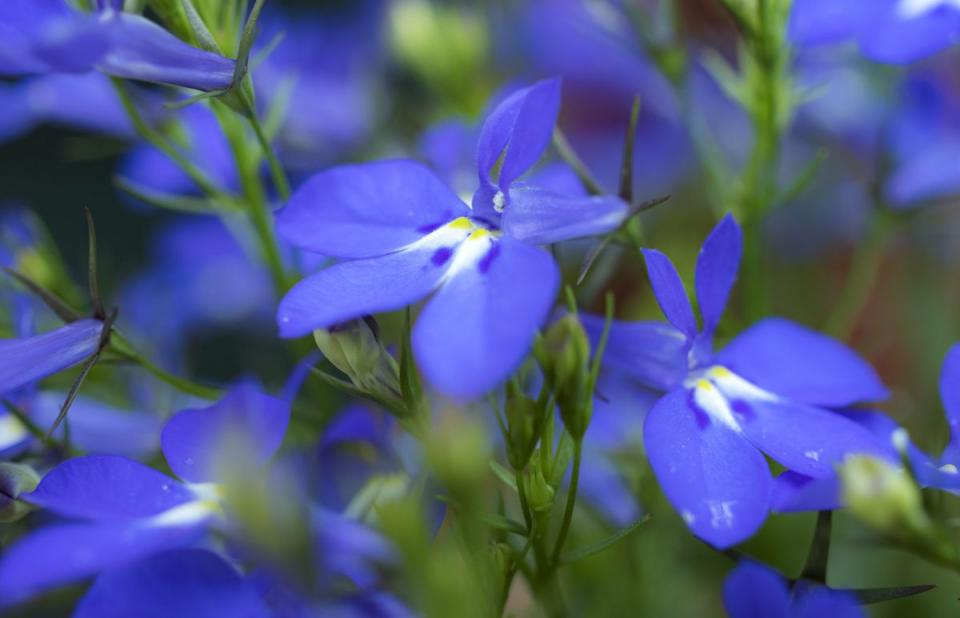 Edging Lobelia