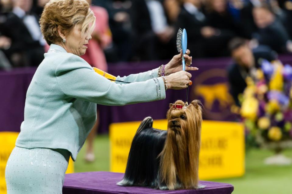 Westminster Dog Show Photos They Don't Want You to See