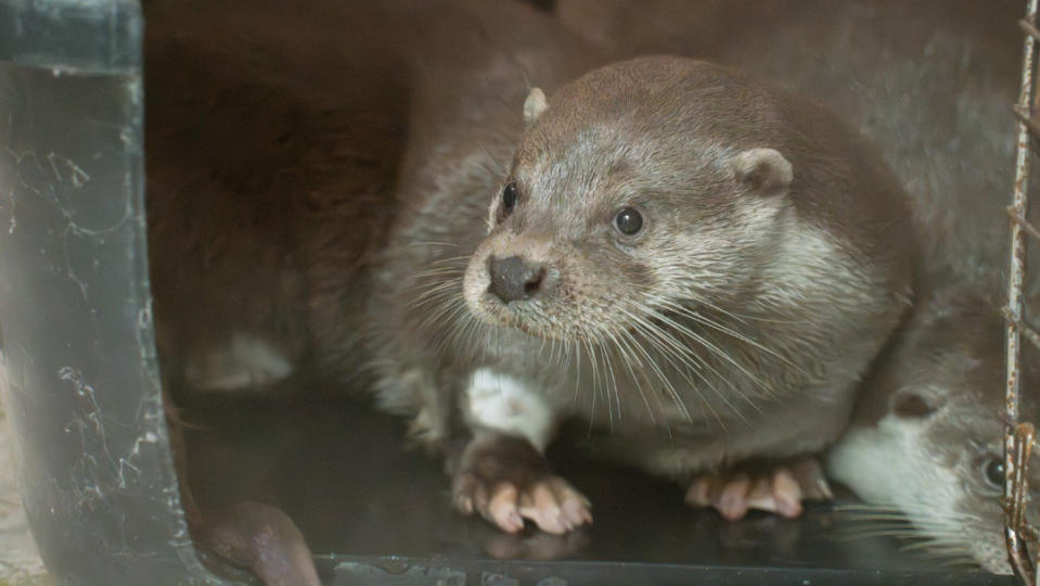 5/29世界水獺日　北市動物園救傷金門水獺2寶寶超萌亮相