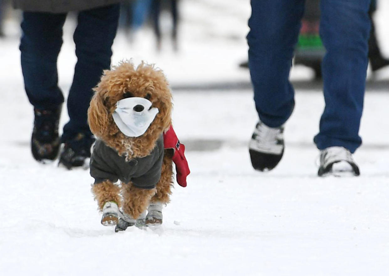 CHANGCHUN, CHINA - MARCH 04: A pet dog wearing face mask walks with owner on snow amid novel coronavirus outbreak on March 4, 2020 in Changchun, Jilin Province of China. (Photo by Zhang Yao/China News Service via Getty Images)