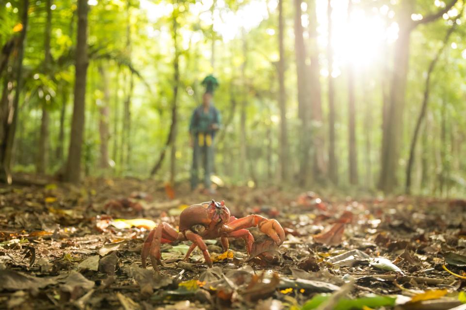 Migración de cangrejos rojos en la isla de Navidad