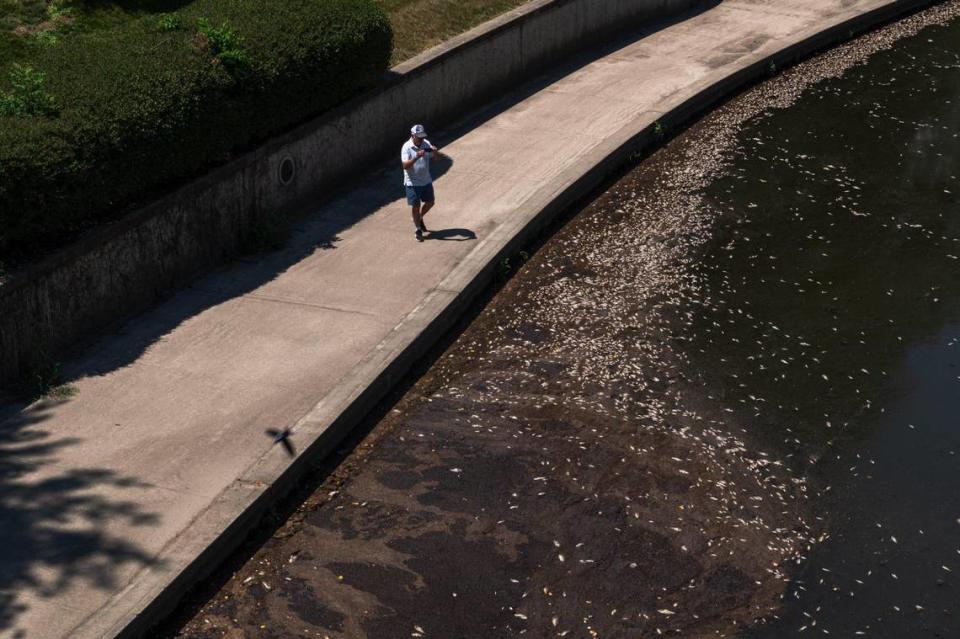 Dead fish fill the waters of Brush Creek near the Country Club Plaza on Monday, July 3, 2023, in Kansas City. According to the Missouri Department of Conservation, the proliferation of dead fish is a result from excessive heat and lack of oxygen in the water.