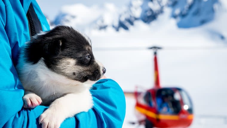 Lost Dog Stranded on Sea Ice in Alaska